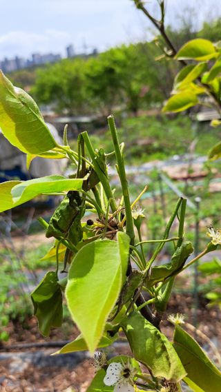 주윤발이님의 배 · 병해충상담 작성글 사진
