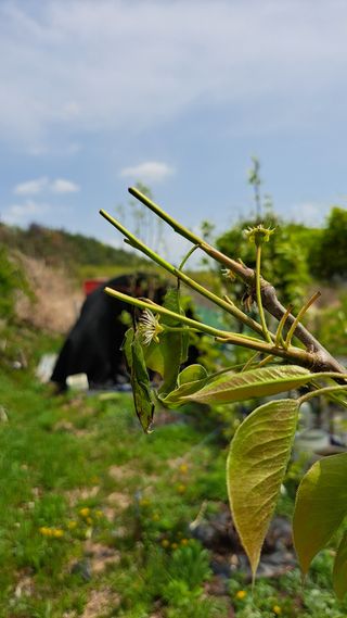 주윤발이님의 배 · 병해충상담 작성글 사진