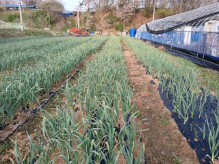 주님과함게동행님의 마늘 · 병해충상담 작성글 사진