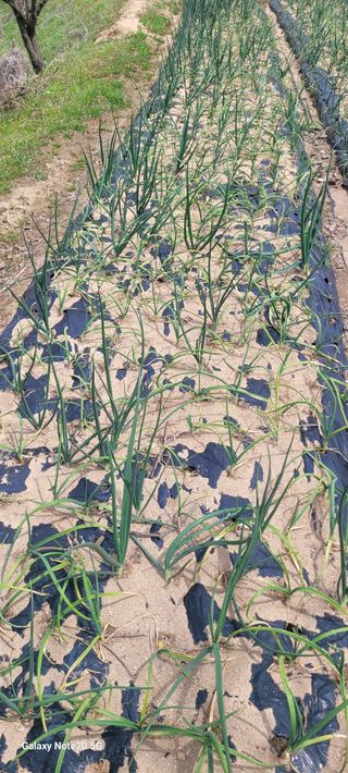 가루개님의 양파 · 병해충상담 작성글 사진