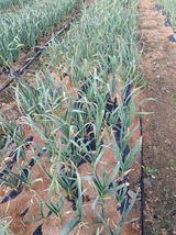 팜모닝 마늘·병해충상담 게시글 이미지