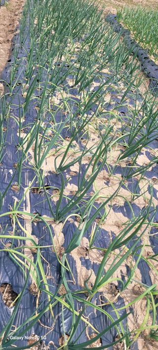 가루개님의 양파 · 병해충상담 작성글 사진