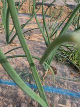 팜모닝 양파·병해충상담 게시글 이미지