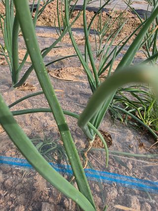 토깽이네마리님의 양파 · 병해충상담 작성글 사진