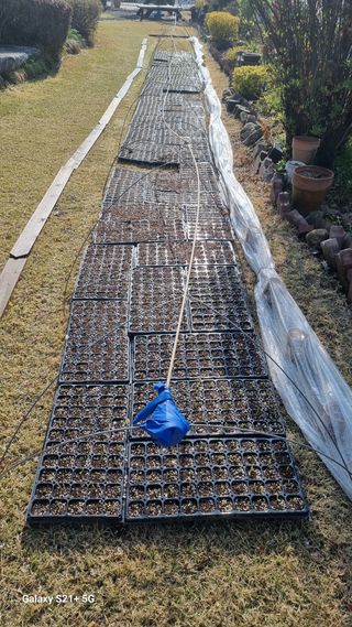 신동한님의 옥수수 · 병해충상담 작성글 사진