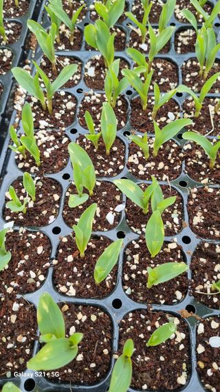 신동한님의 옥수수 · 병해충상담 작성글 사진