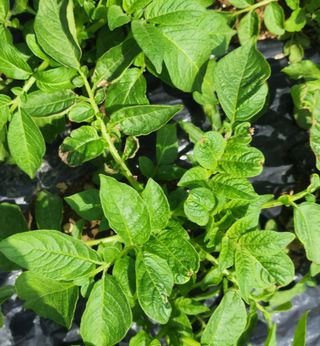 김인수님의 감자 · 병해충상담 작성글 사진