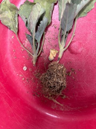 님의 양배추 · 병해충상담 작성글 사진