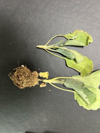 님의 양배추 · 병해충상담 작성글 사진