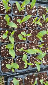 팜모닝 옥수수·병해충상담 게시글 이미지