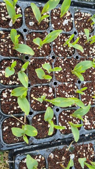 신동한님의 옥수수 · 병해충상담 작성글 사진