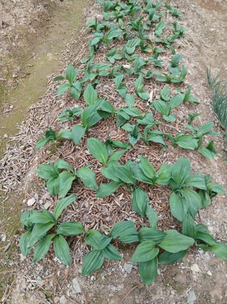 인생은 소풍처럼님의 배추 · 병해충상담 작성글 사진