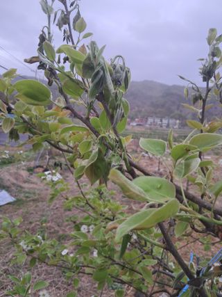 최영신님의 배 · 병해충상담 작성글 사진