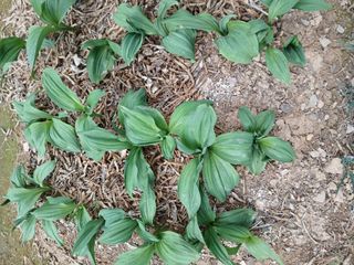 인생은 소풍처럼님의 배추 · 병해충상담 작성글 사진