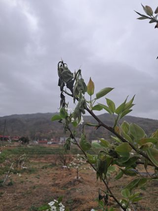 최영신님의 배 · 병해충상담 작성글 사진