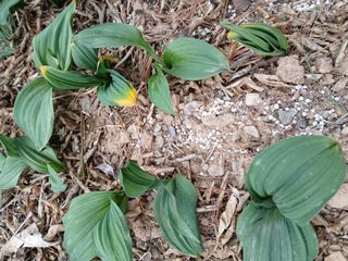 인생은 소풍처럼님의 배추 · 병해충상담 작성글 사진