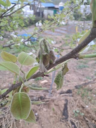 최영신님의 배 · 병해충상담 작성글 사진