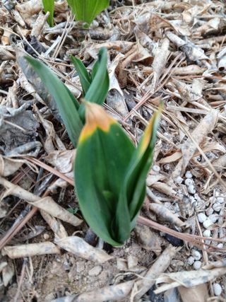 인생은 소풍처럼님의 배추 · 병해충상담 작성글 사진