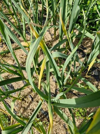 종이박님의 마늘 · 병해충상담 작성글 사진