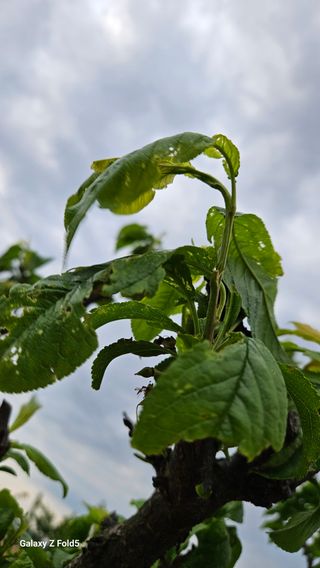 구본경님의 자두 · 병해충상담 작성글 사진