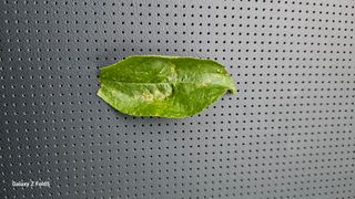 구본경님의 자두 · 병해충상담 작성글 사진