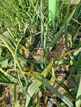 팜모닝 마늘·병해충상담 게시글 이미지