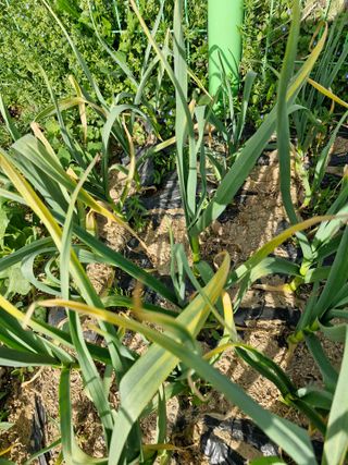 종이박님의 마늘 · 병해충상담 작성글 사진