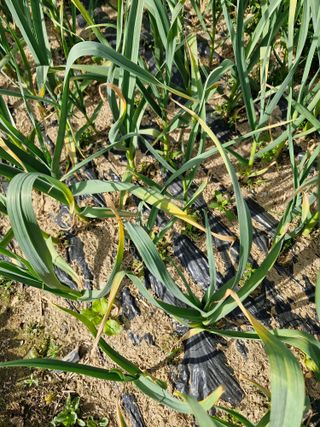 종이박님의 마늘 · 병해충상담 작성글 사진