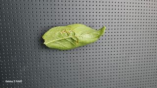 구본경님의 자두 · 병해충상담 작성글 사진