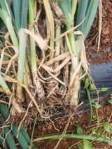 팜모닝 파·병해충상담 게시글 이미지