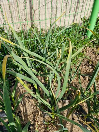 종이박님의 마늘 · 병해충상담 작성글 사진