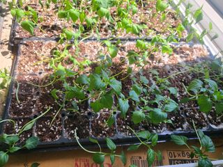 박정애님의 고추 · 병해충상담 작성글 사진