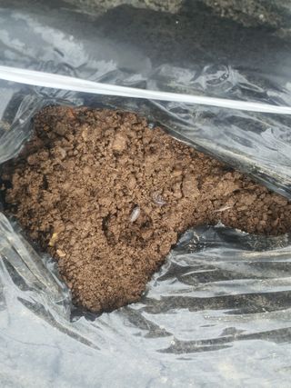 채소님의 상추 · 병해충상담 작성글 사진