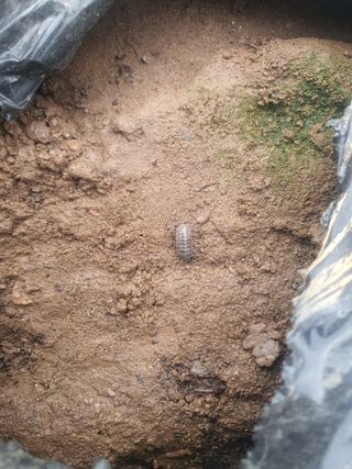 채소님의 상추 · 병해충상담 작성글 사진