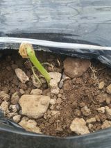 팜모닝 상추·병해충상담 게시글 이미지