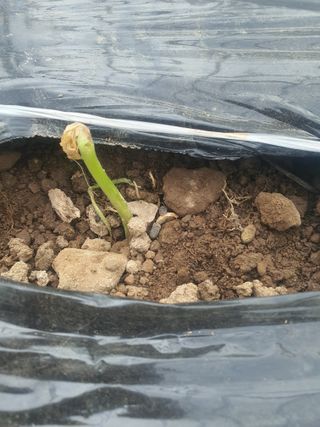 채소님의 상추 · 병해충상담 작성글 사진