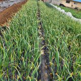 팜모닝 마늘·병해충상담 게시글 이미지