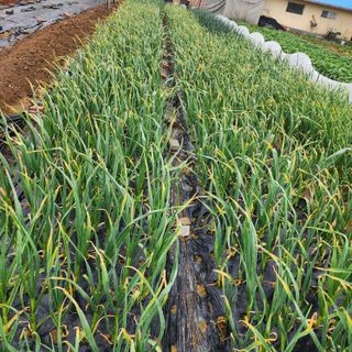 박동현님의 마늘 · 병해충상담 작성글 사진