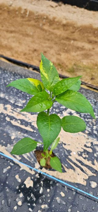 토성님의 고추 · 병해충상담 작성글 사진