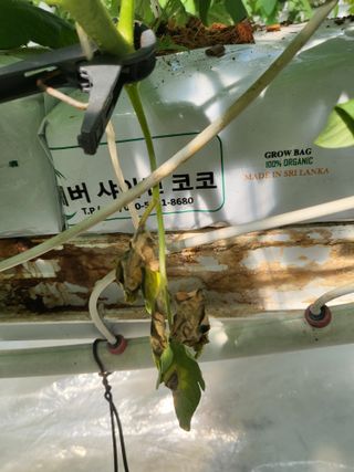 화이팅님의 토마토 · 병해충상담 작성글 사진