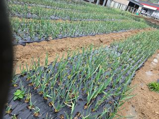 뚜벅이님의 마늘 · 병해충상담 작성글 사진