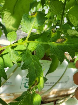 화이팅님의 토마토 · 병해충상담 작성글 사진