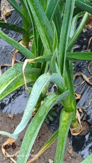 칠곡북삼인평님의 마늘 · 병해충상담 작성글 사진