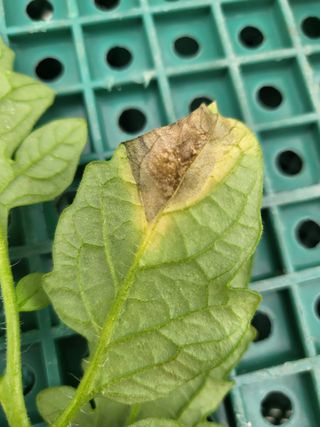 화이팅님의 토마토 · 병해충상담 작성글 사진