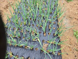 뚜벅이님의 마늘 · 병해충상담 작성글 사진