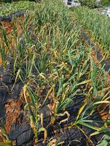 팜모닝 마늘·병해충상담 게시글 이미지