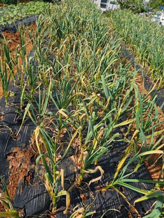 정의영님의 마늘 · 병해충상담 작성글 사진