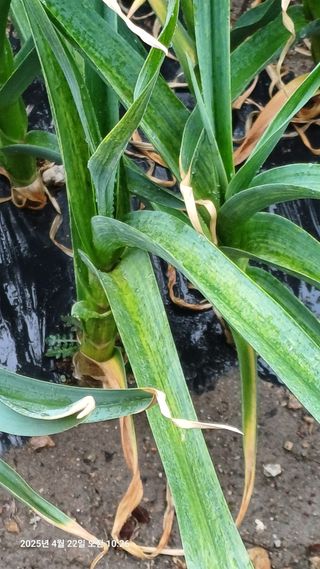 칠곡북삼인평님의 마늘 · 병해충상담 작성글 사진