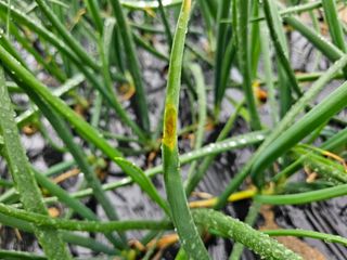 충남부여님의 양파 · 병해충상담 작성글 사진