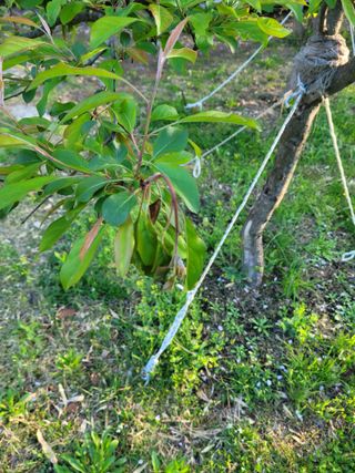 친환경님의 사과 · 병해충상담 작성글 사진